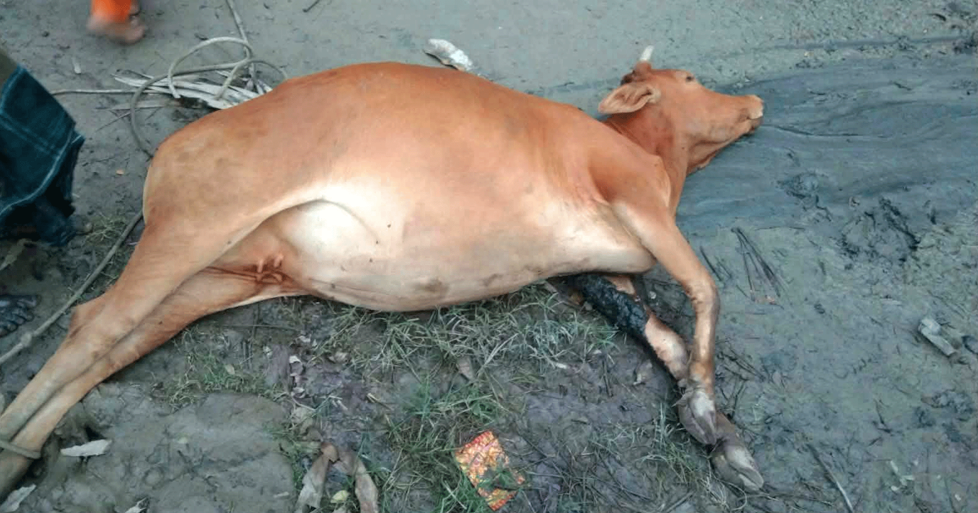 গলাচিপায় ভুল চিকিৎসার অভিযোগে গাভিন গরুর মৃত্যু, কান্নায় ভেঙে পড়লেন খামারি