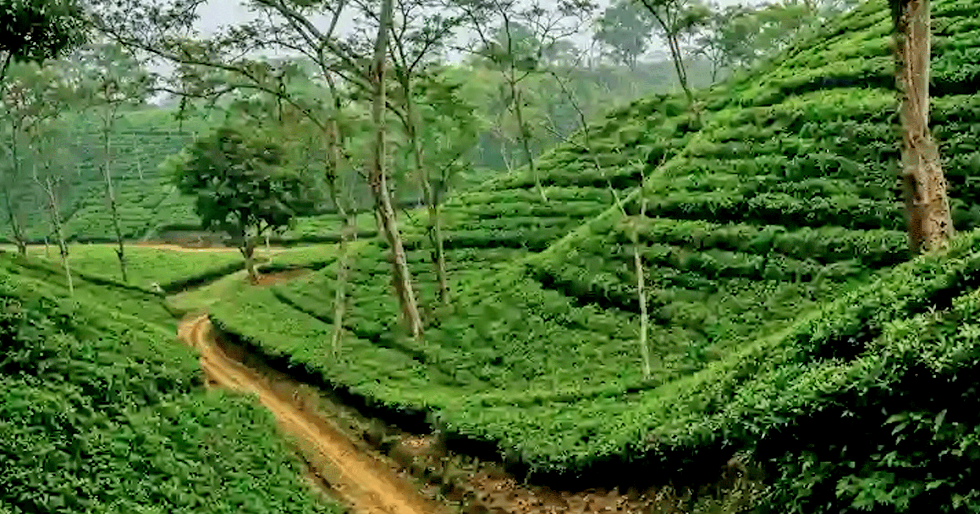 ছয় মাসেই ৮২ লাখ কেজি বেশি চা উৎপাদন