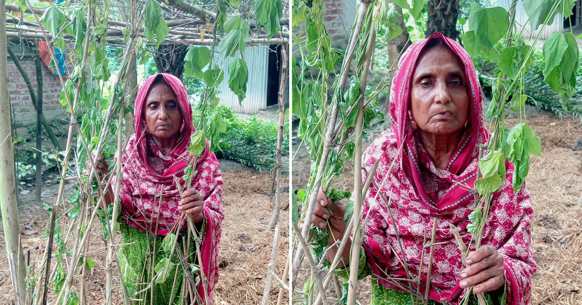 তিন ছেলেকে মানুষ করে আজ অসহায় মা, রক্ষা পেল না তাঁর সবজি বাগানও!