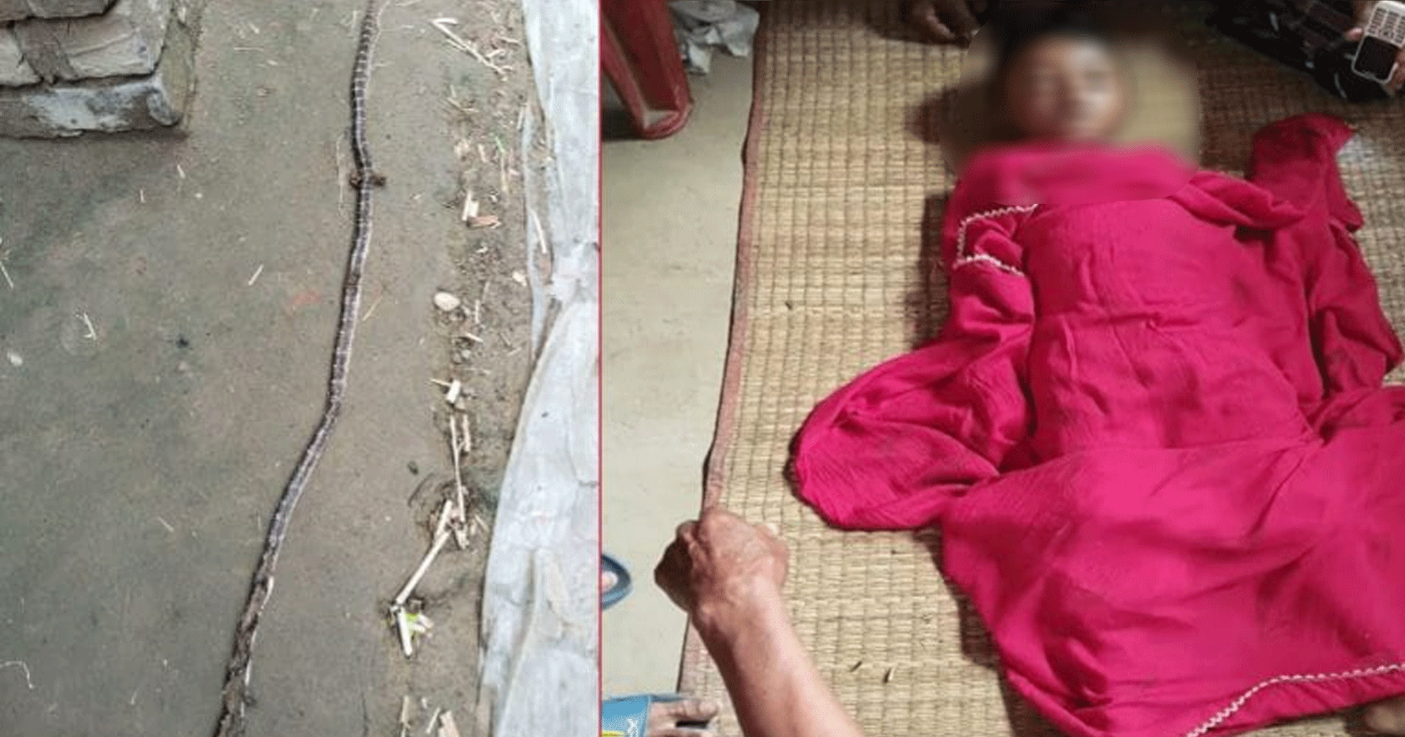 নলডাঙ্গায় সাপের কামড়ে ৫ বছরের শিশুর মৃত্যু