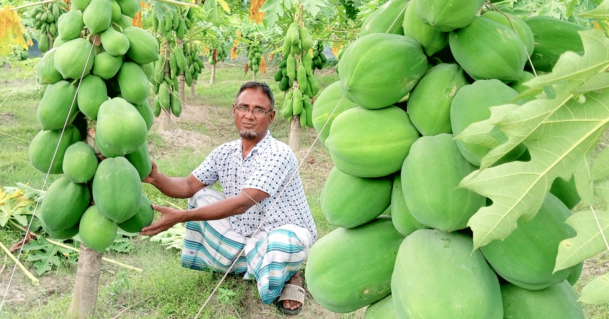 পাঁচবিবির মোতালেব পেঁপে চাষে সফল