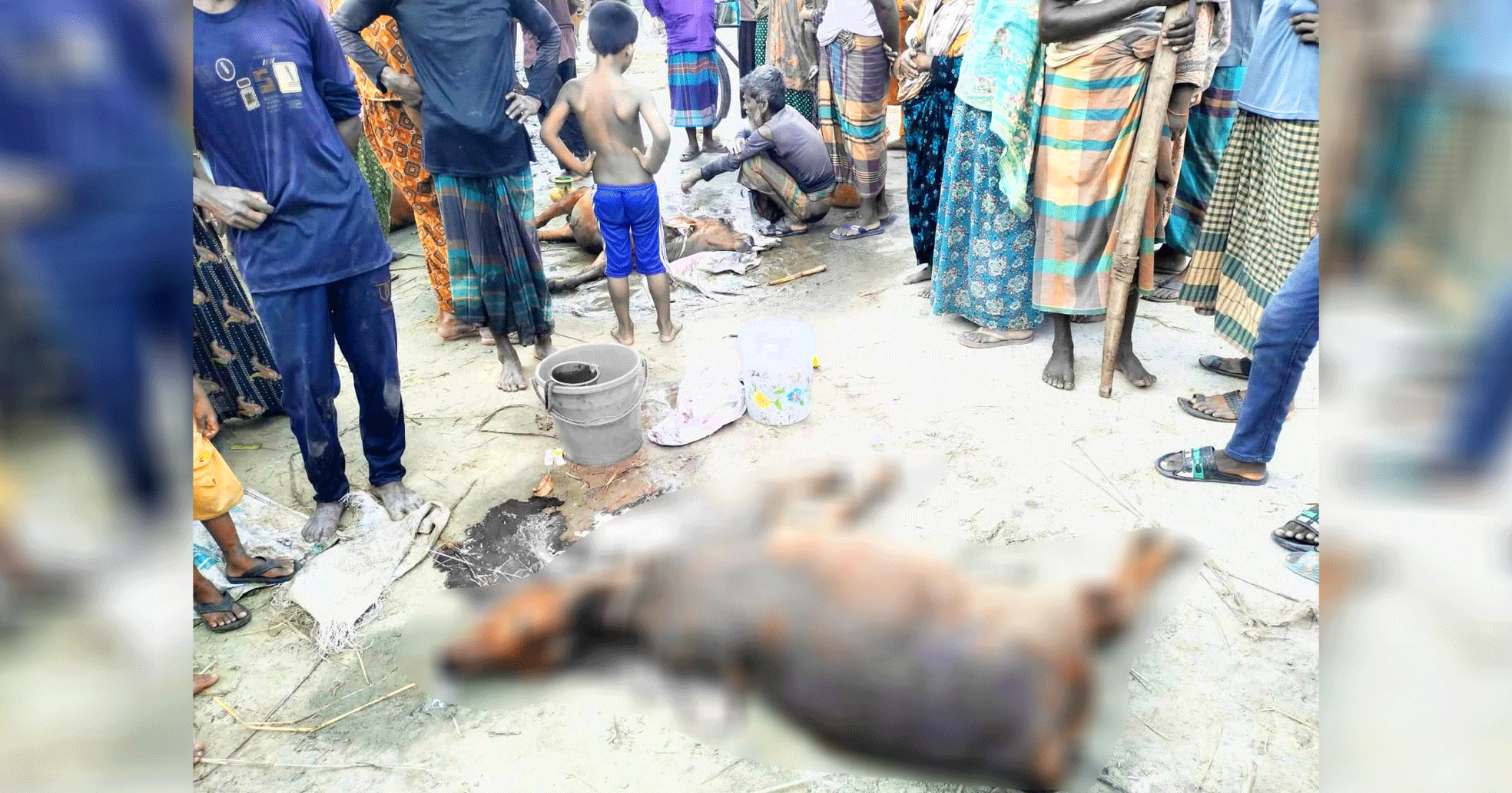 মোটাতাজা করতে ইউরিয়া সার খাওয়ানোর পর গরুর মৃত্যু