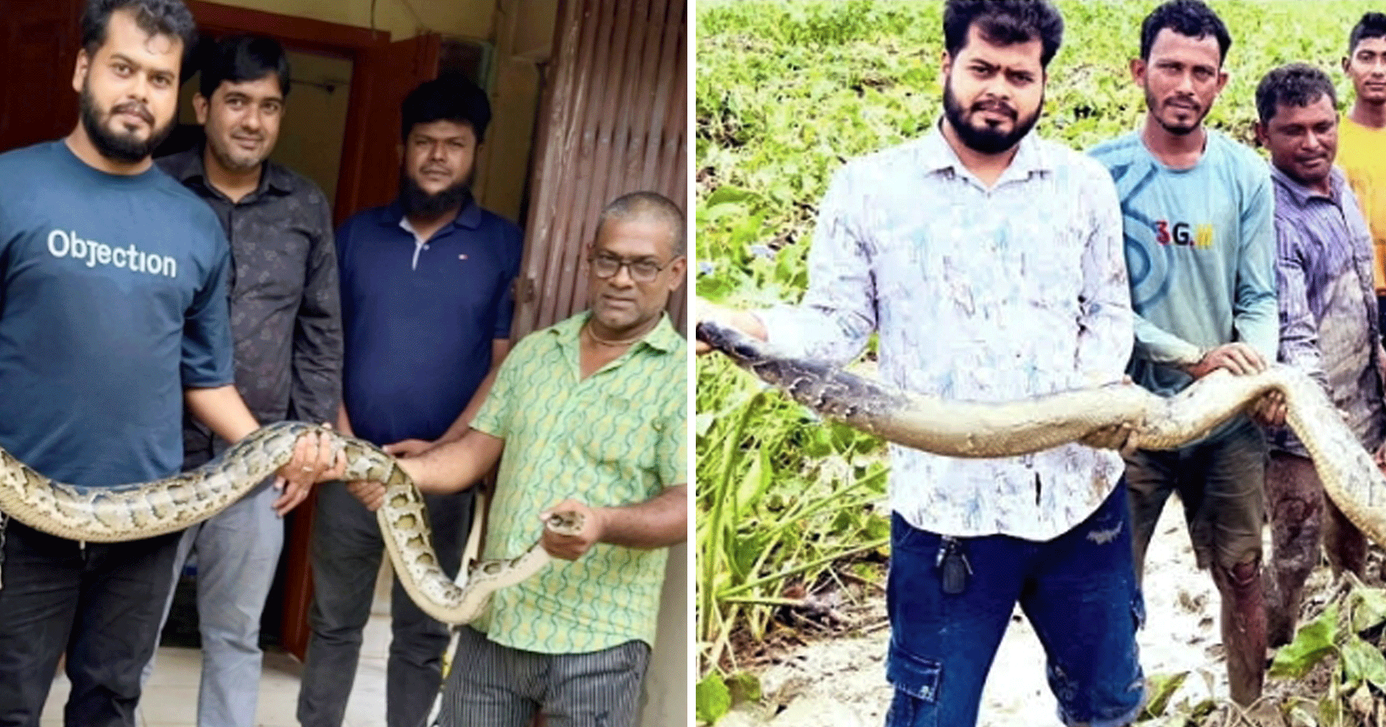 শ্রীমঙ্গলে তিন মাসে লোকালয়ে ৩০ সাপ উদ্ধার: যা জানালেন প্রাণীবিজ্ঞানী