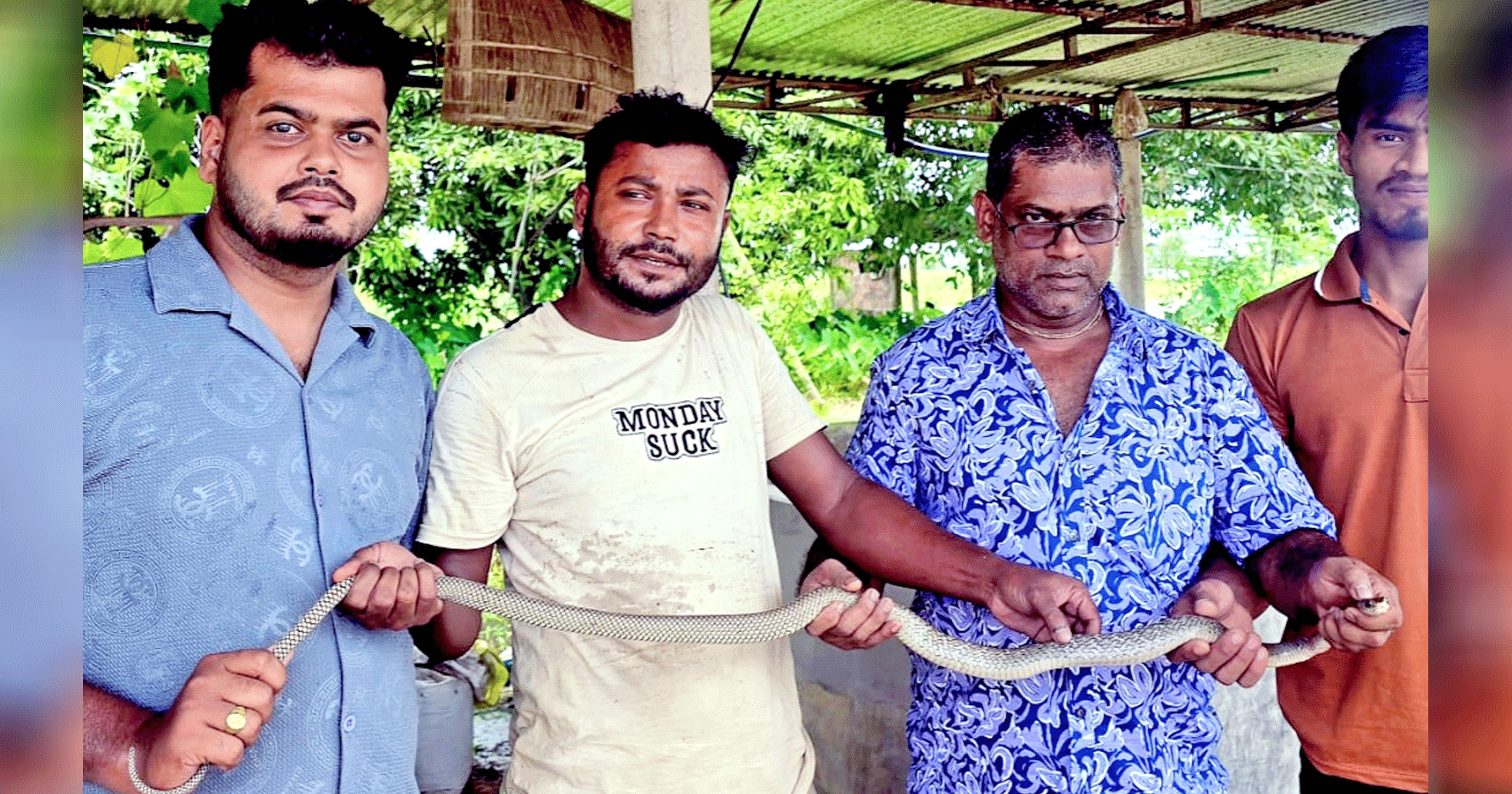 শ্রীমঙ্গলে দাঁড়াশ সাপসহ ৩ প্রাণী উদ্ধার বন্যপ্রাণী বিভাগে হস্তান্তর