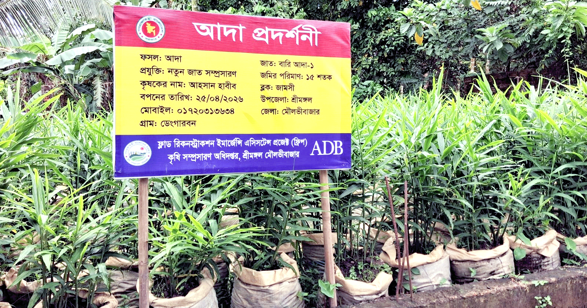 শ্রীমঙ্গলে ২৮ হাজার ৫৫০ বস্তায় আদা চাষ: আয়ের সম্ভাবনা প্রায় ২৪ লাখ টাকা