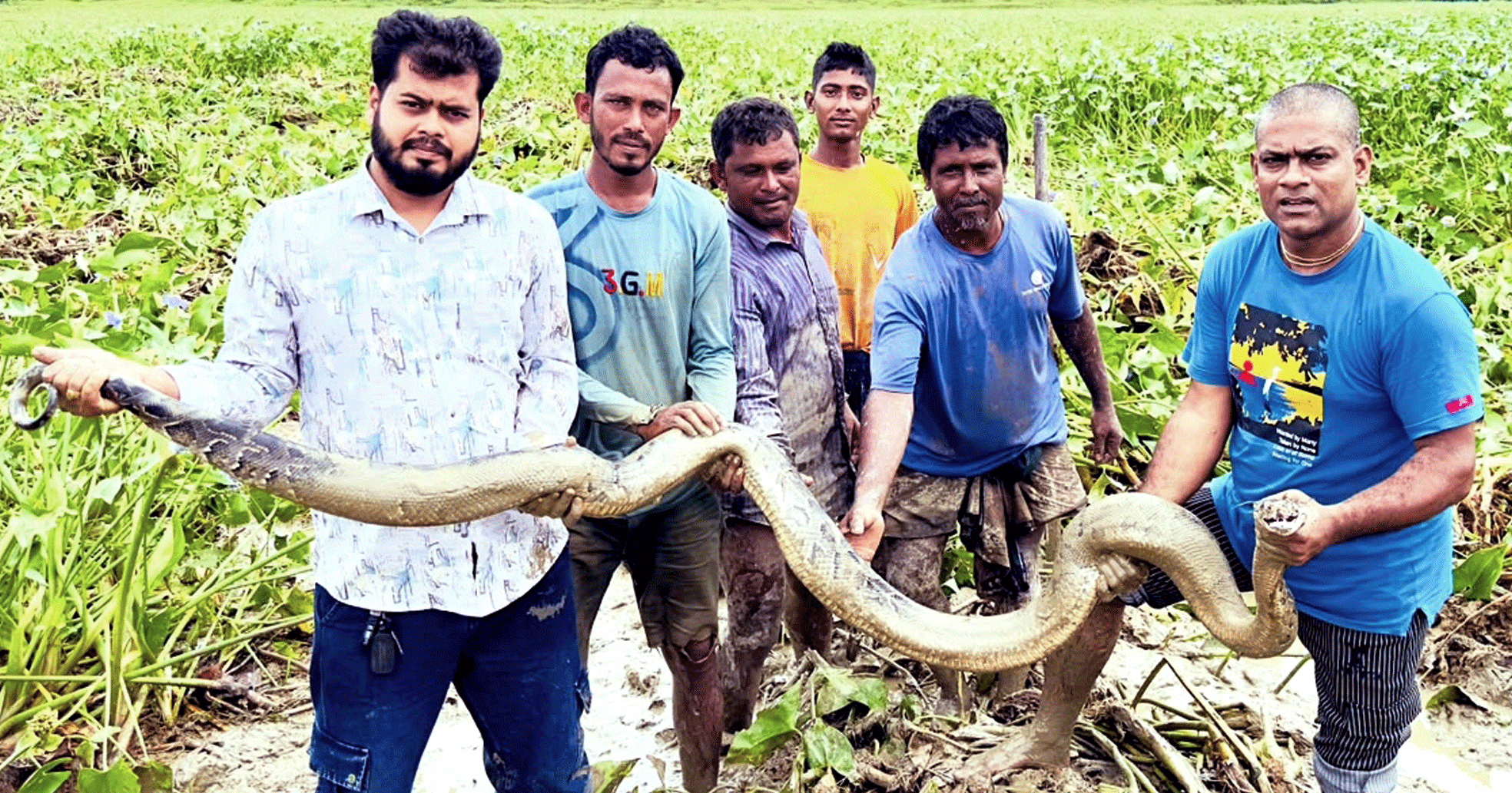 শ্রীমঙ্গলের হাইল হাওরের ধানক্ষেত থেকে অজগর সাপ উদ্ধার