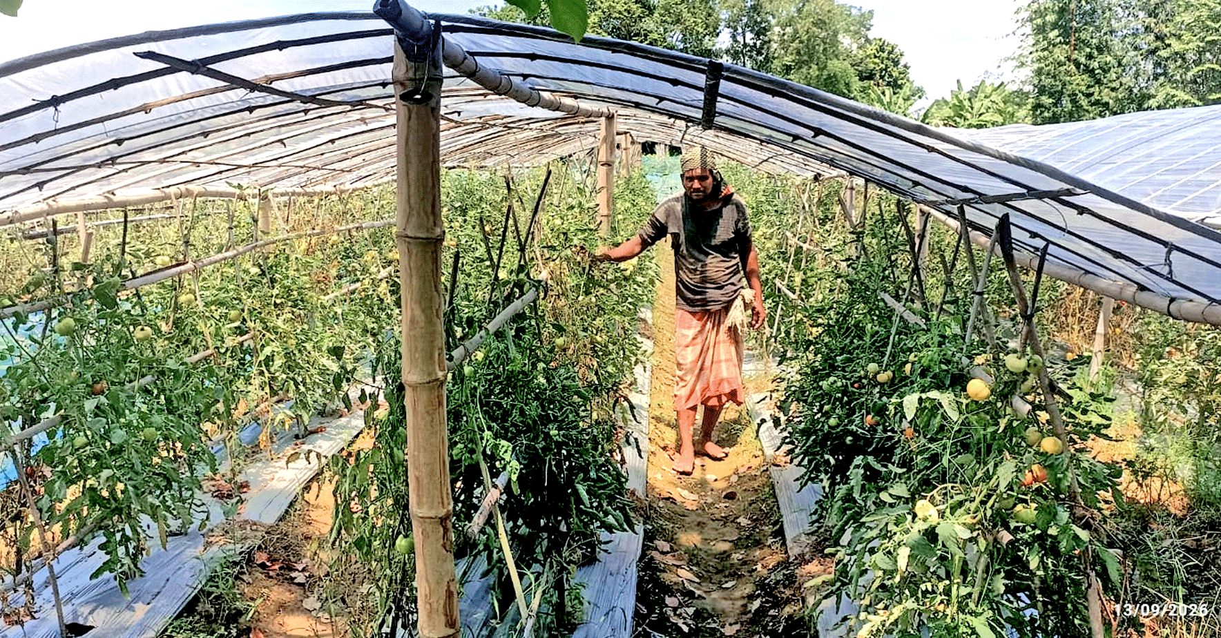 গ্রাফটিং টমেটোর চারা বদলে দিচ্ছে কমলগঞ্জের কৃষি অর্থনীতি