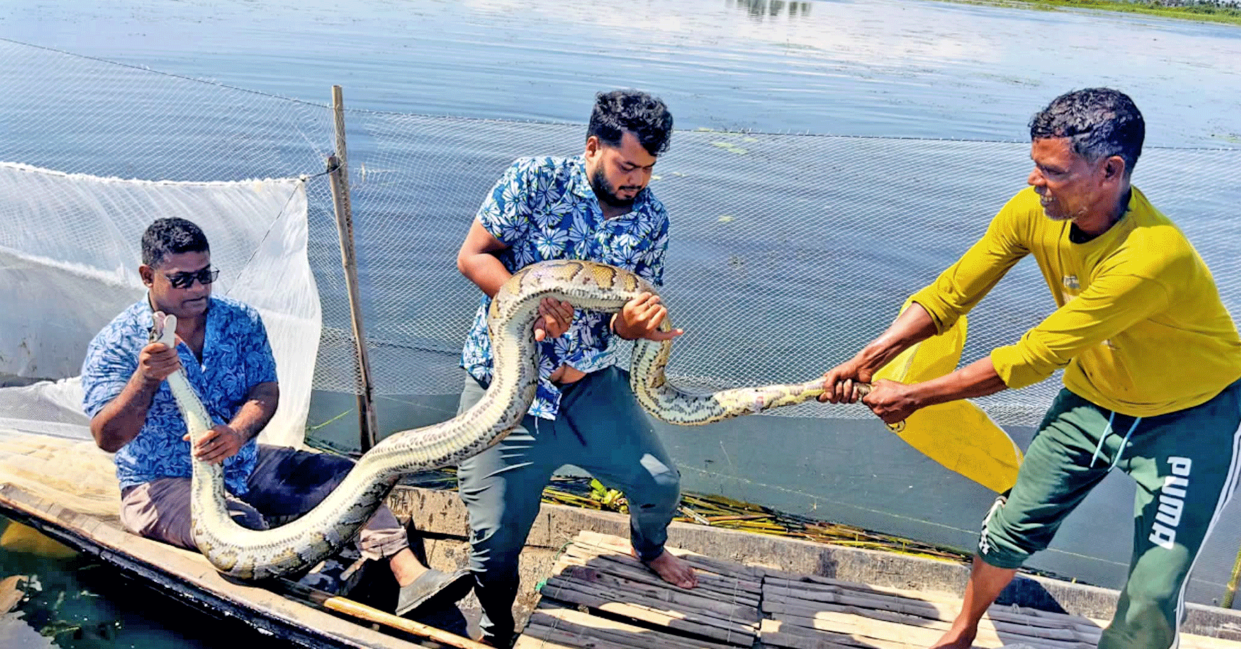দুই ঘণ্টার চেষ্টায় জালে আটকা অজগর উদ্ধার