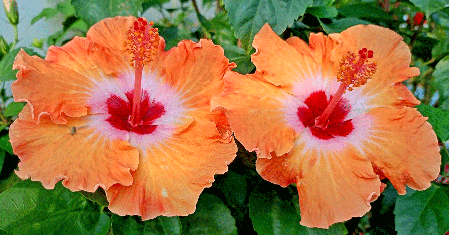 দৃষ্টিনন্দন সৌন্দর্যের কমলা জবা