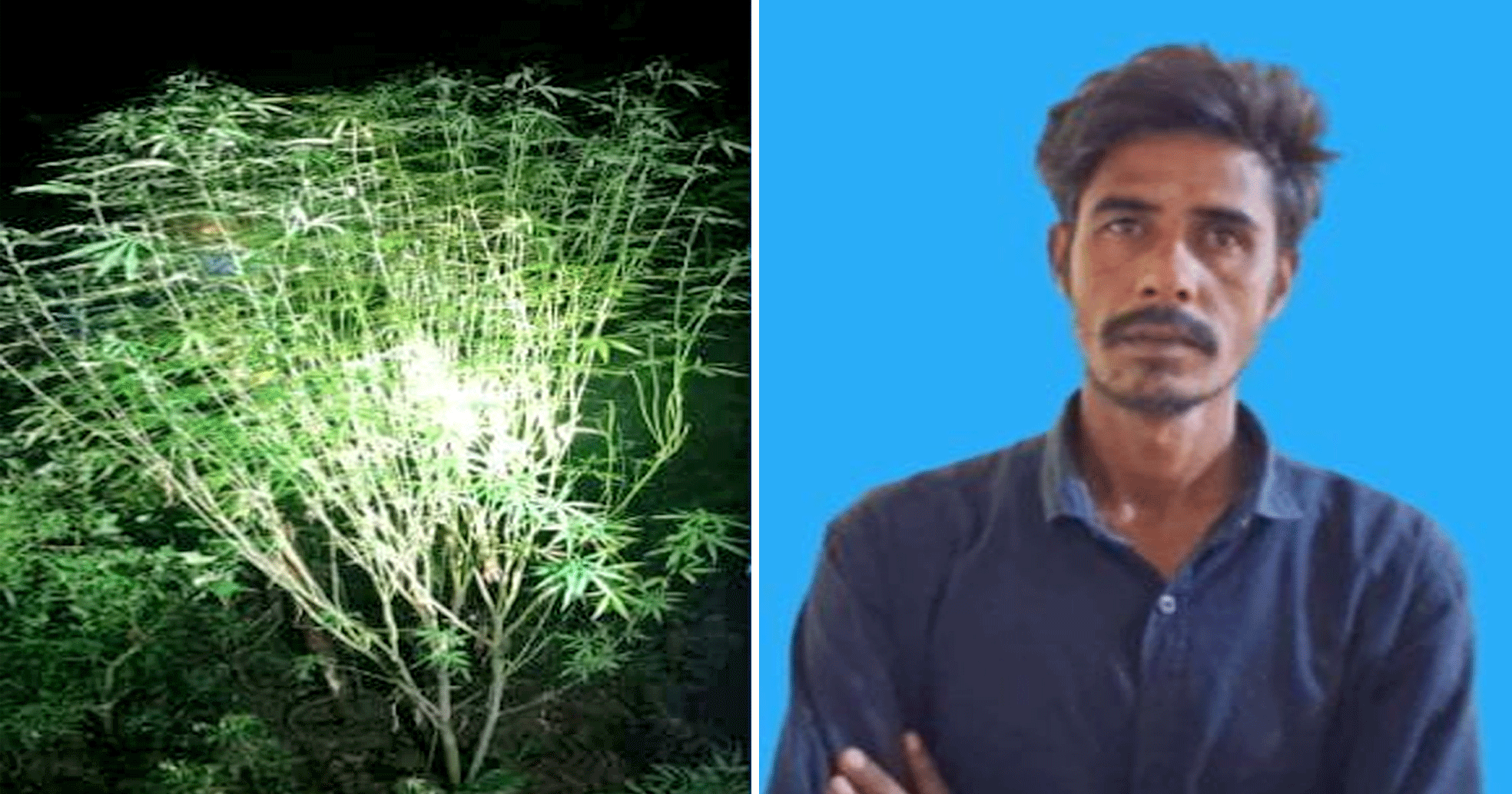 নাটোরে গাঁজার গাছসহ মাদক কারবারি গ্রেফতার, ১ জন পলাতক