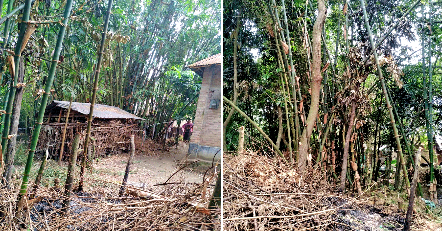 নাটোরে জমি বিরোধে গাছ কাটা, অগ্নিসংযোগ, হামলা ও হুমকির অভিযোগ