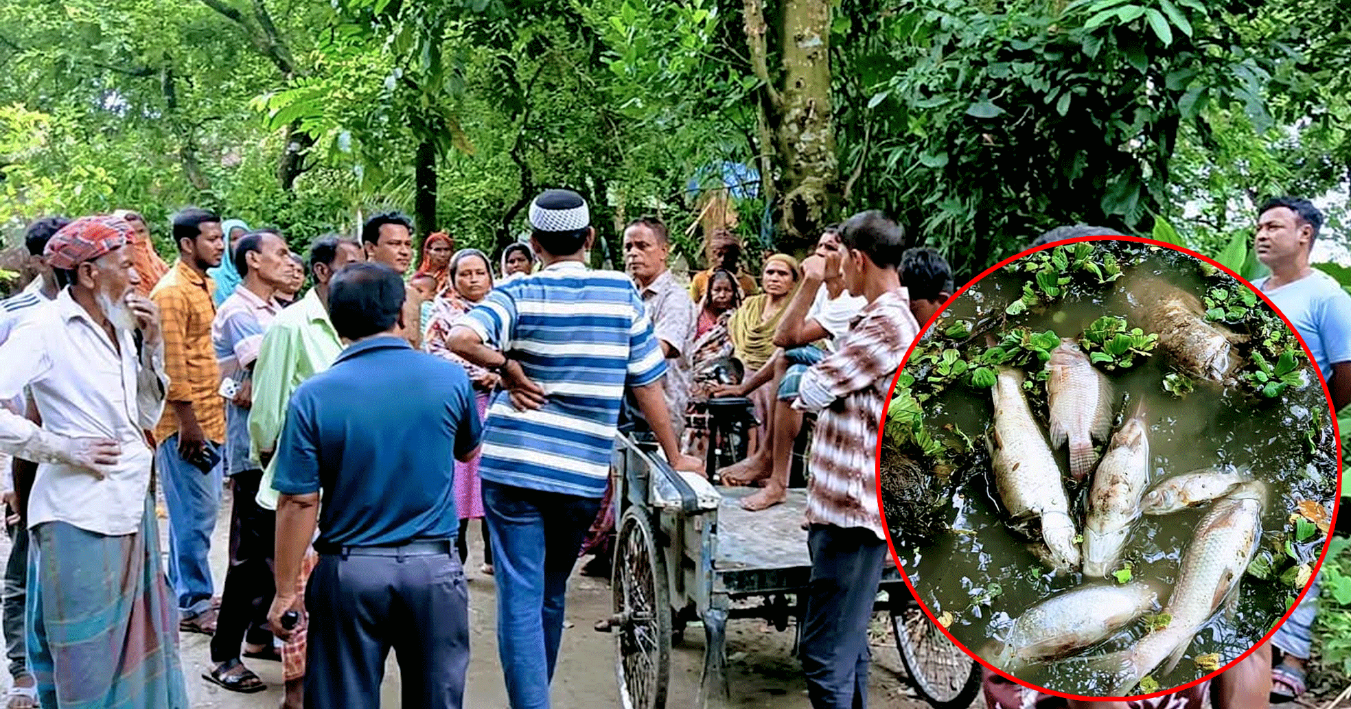 পলাশবাড়ীতে পুকুরে বিষ প্রয়োগে ৩ লাখ টাকার মাছ নিধনের অভিযোগ