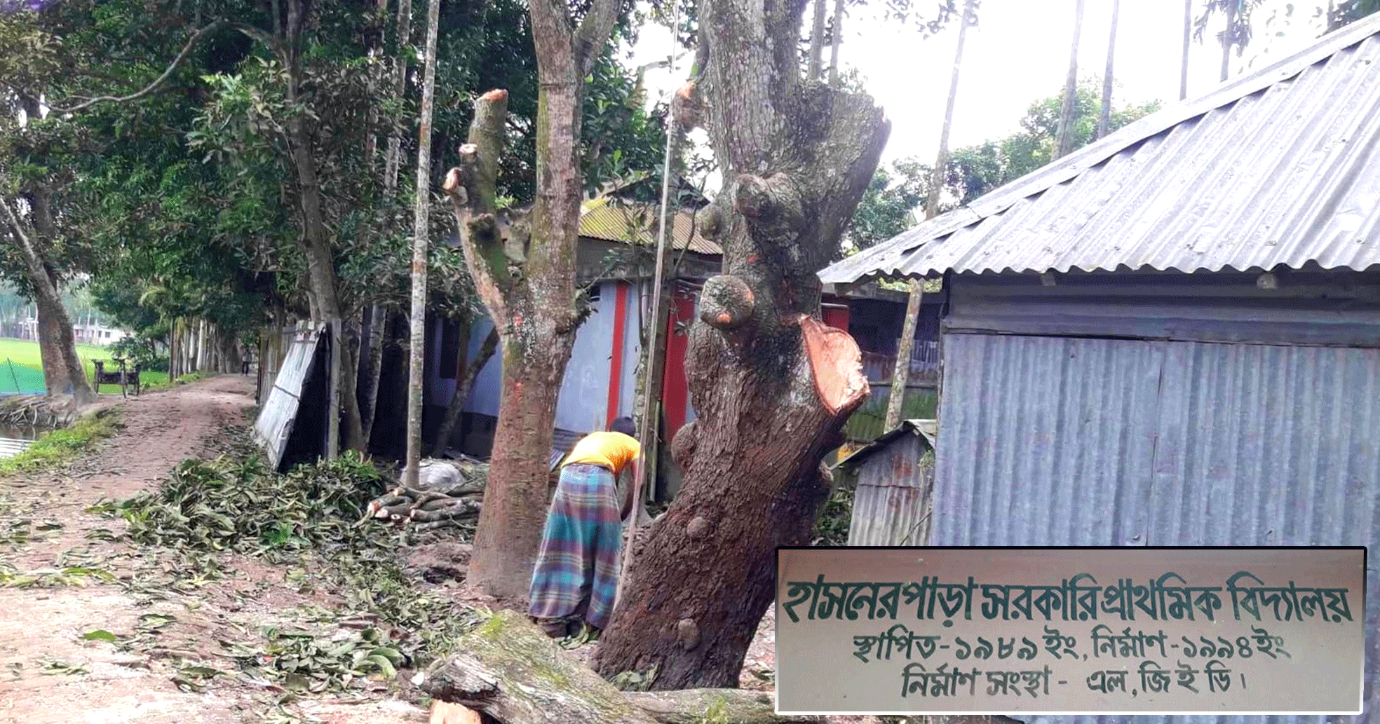 পলাশবাড়ীতে সরকারি প্রাথমিক বিদ্যালয়ের গাছ বিক্রির অভিযোগ সাবেক প্রধান শিক্ষকের বিরুদ্ধে