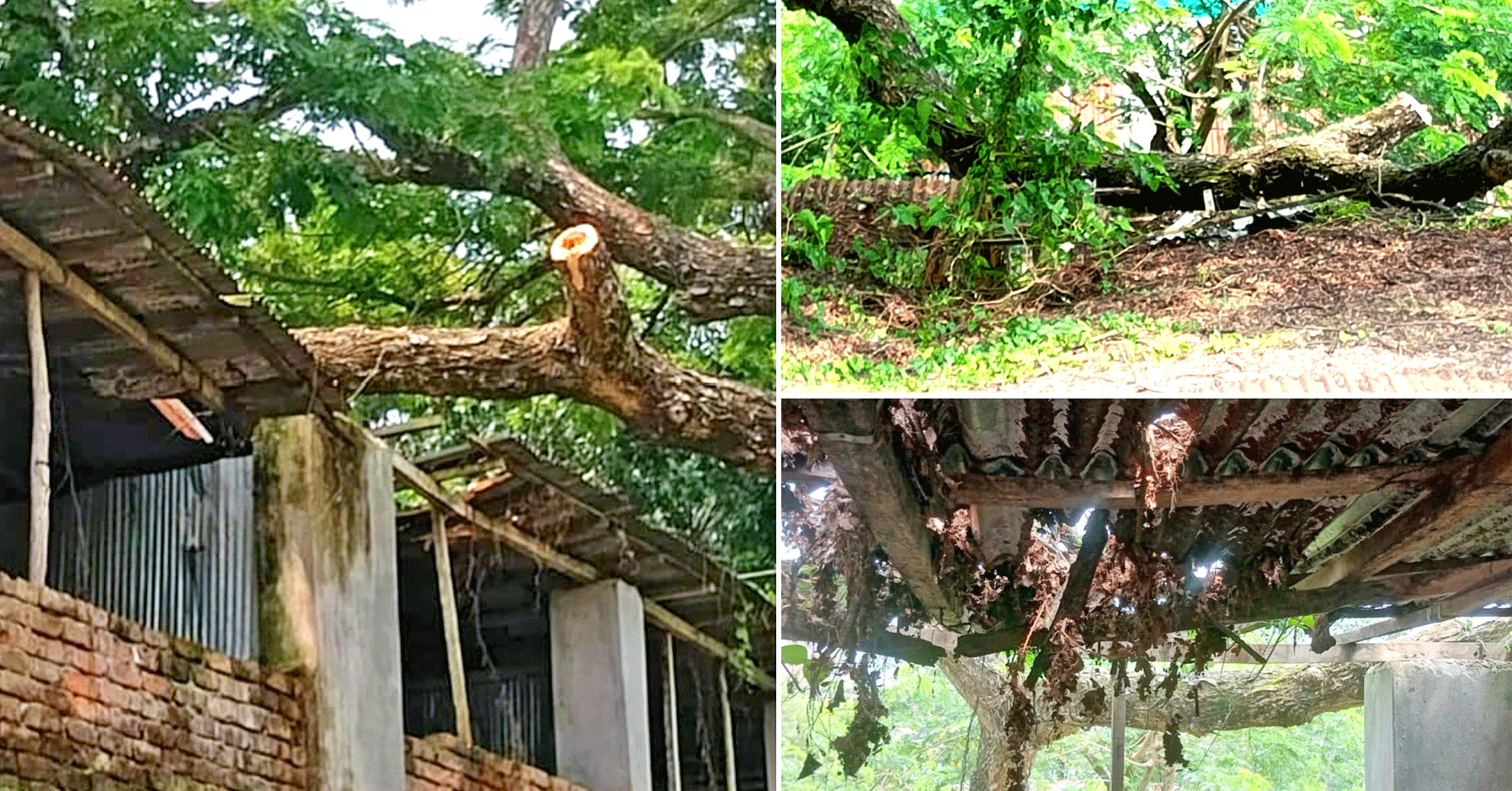 পাঁচবিবিতে গাছের ডালে বিদ্যালয়ের টিনের চালা ক্ষতিগ্রস্ত, বন্ধ ছাদ ঢালাইয়ের কাজ