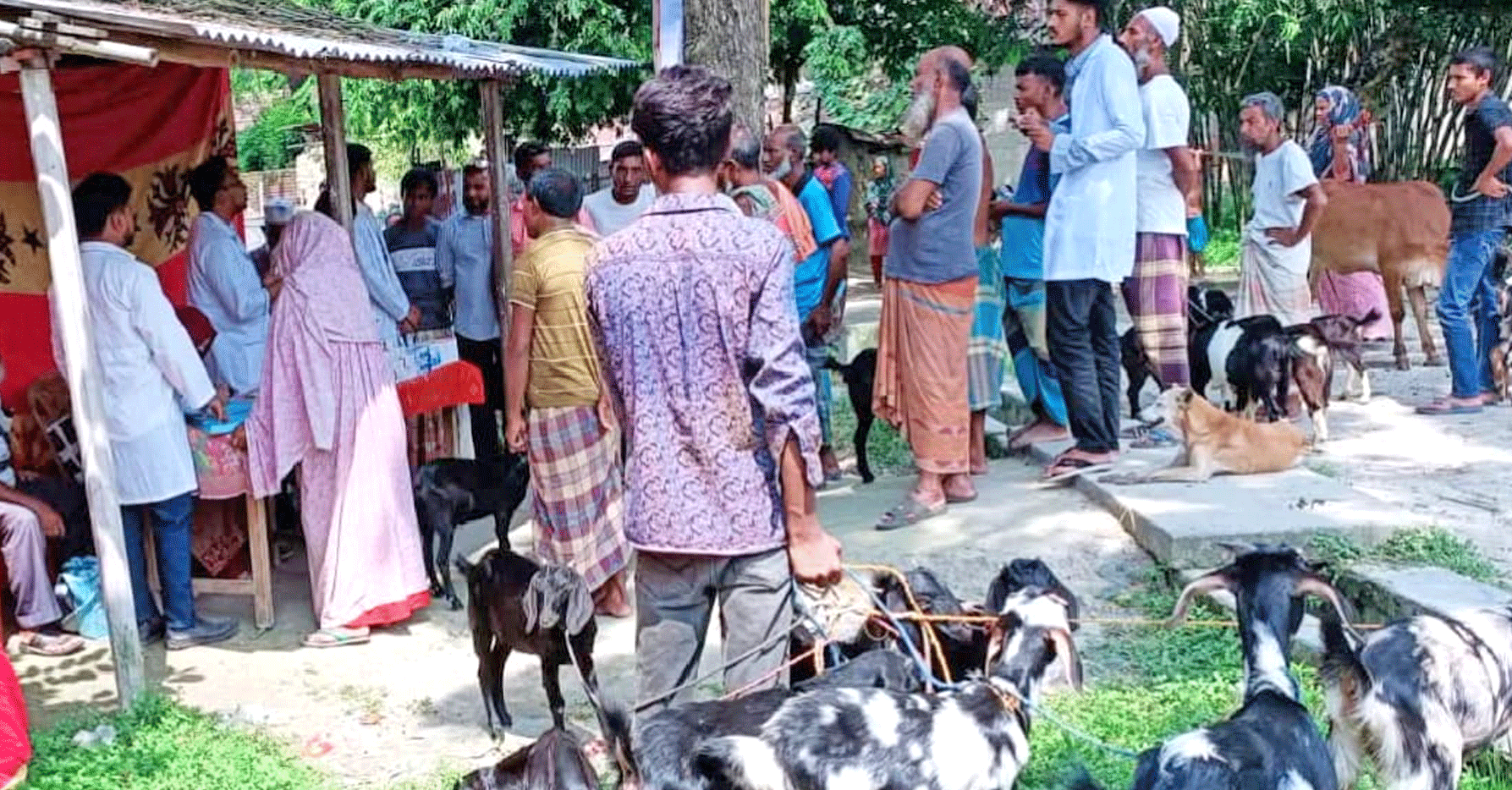 পাঁচবিবিতে ফ্রি ভেটেরিনারি মেডিকেল ক্যাম্প