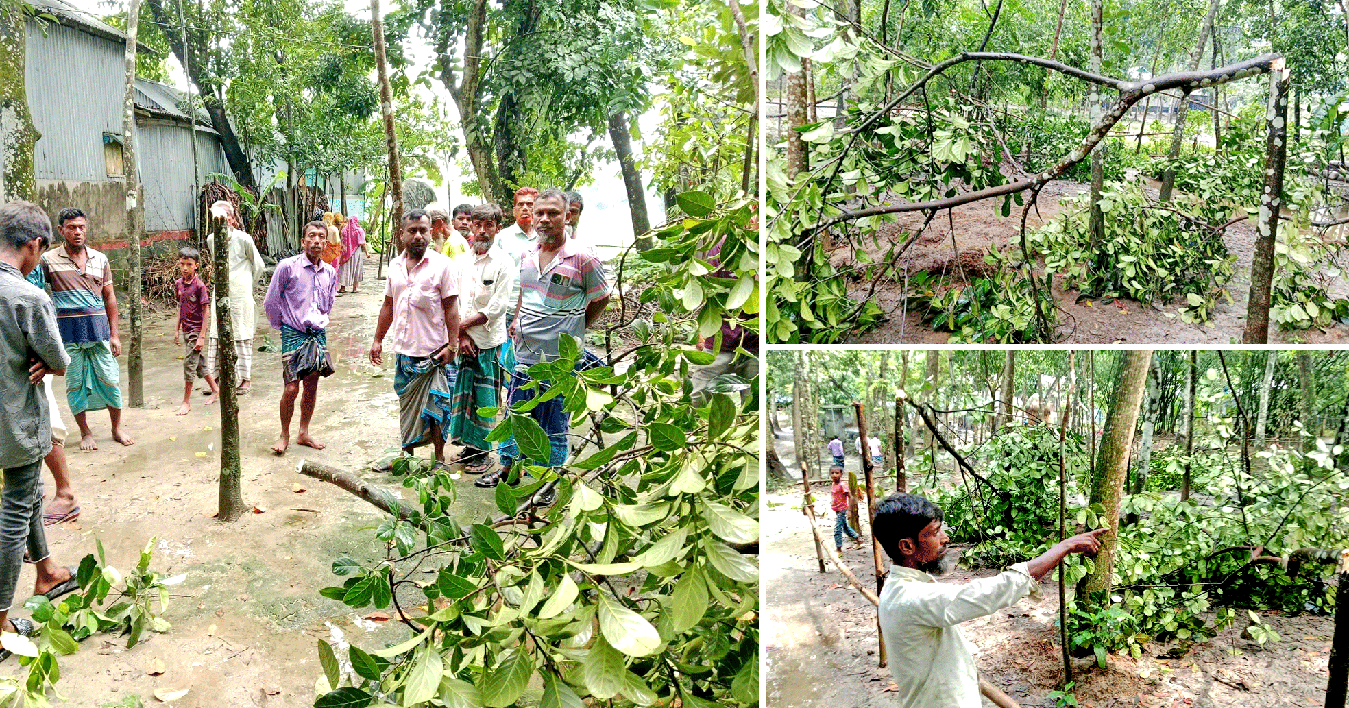 কুলিয়ারচরে রাতের আঁধারে দুই কৃষকের ২৫-৩০টি ফলজ ও বনজ চারা গাছ কেটে ফেলেছে দুর্বৃত্তরা