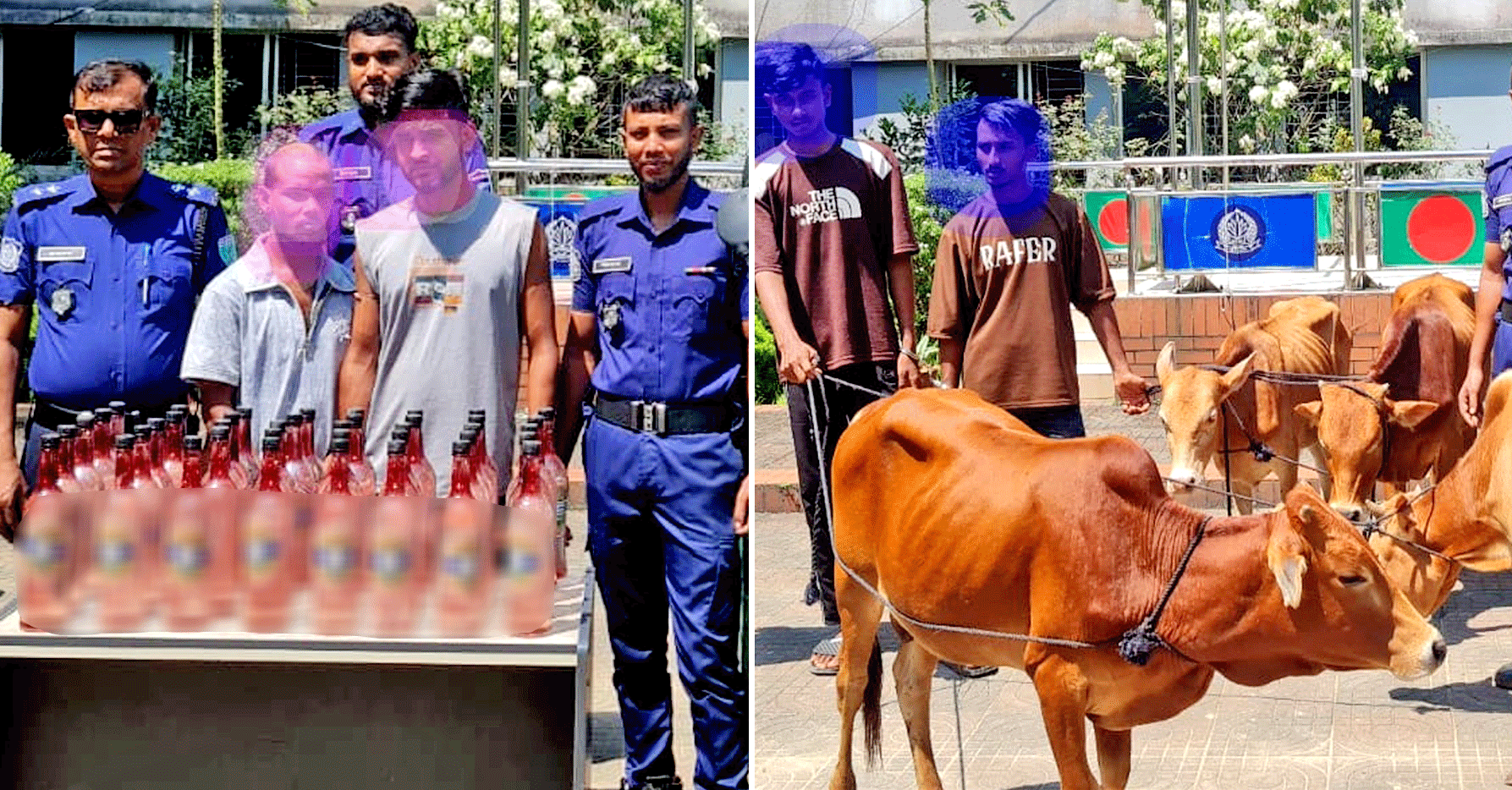 বড়লেখায় ভারতীয় ৪ গরু ও ৪০ লিটার মদসহ গ্রেপ্তার ৪