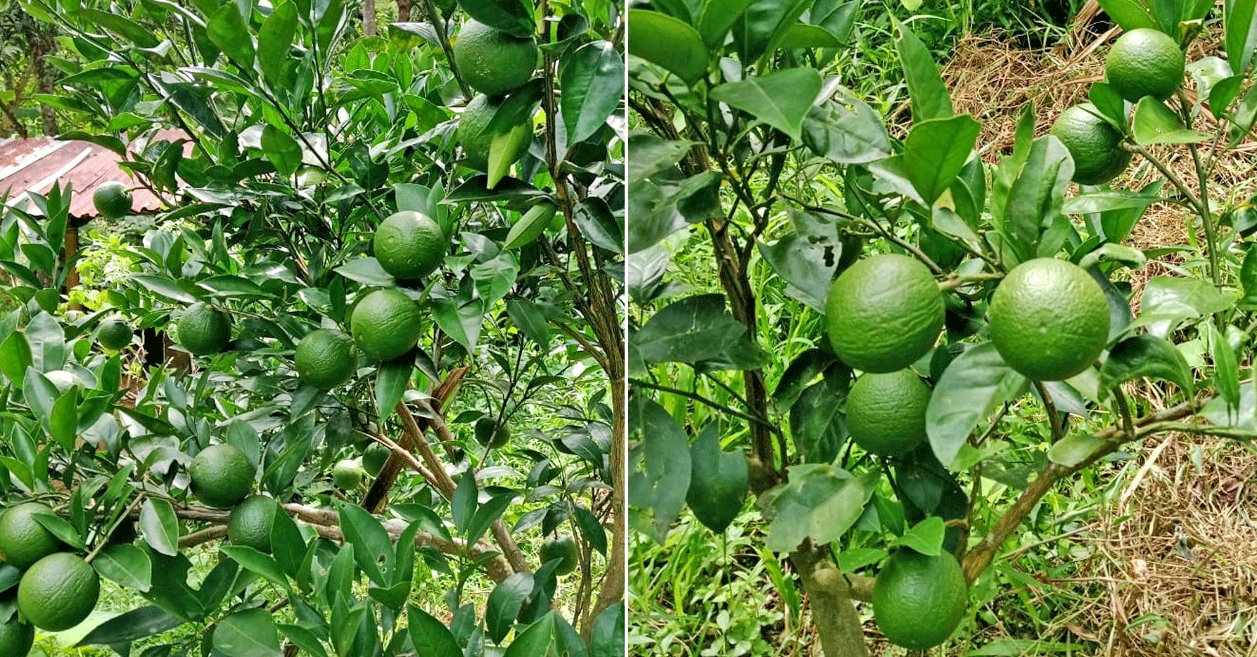 মাল্টা চাষে সফল শ্রীমঙ্গলের আতর আলী