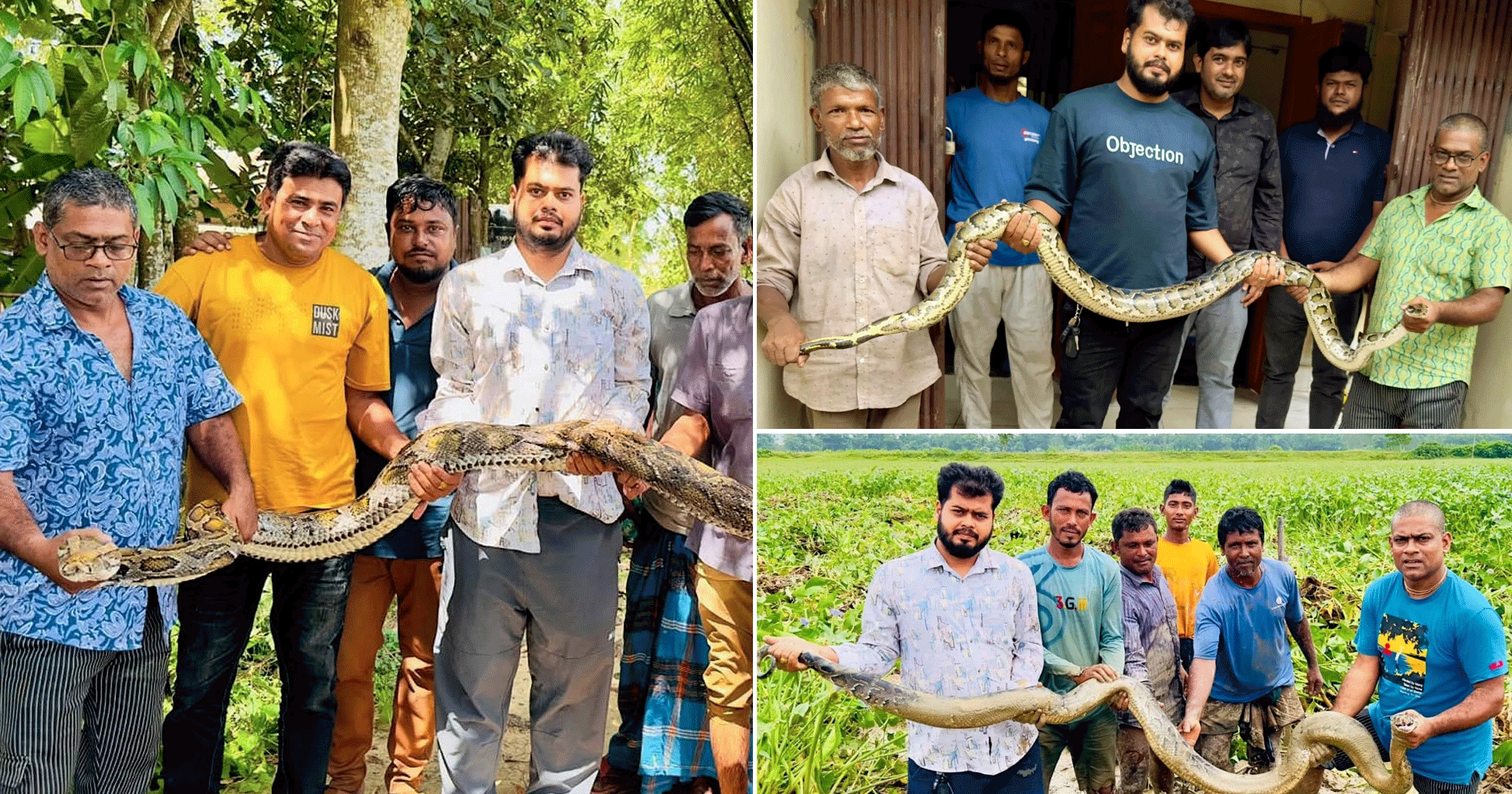 শ্রীমঙ্গলে এক মাসে অজগর সাপসহ ২০ বন্যপ্রাণী উদ্ধার