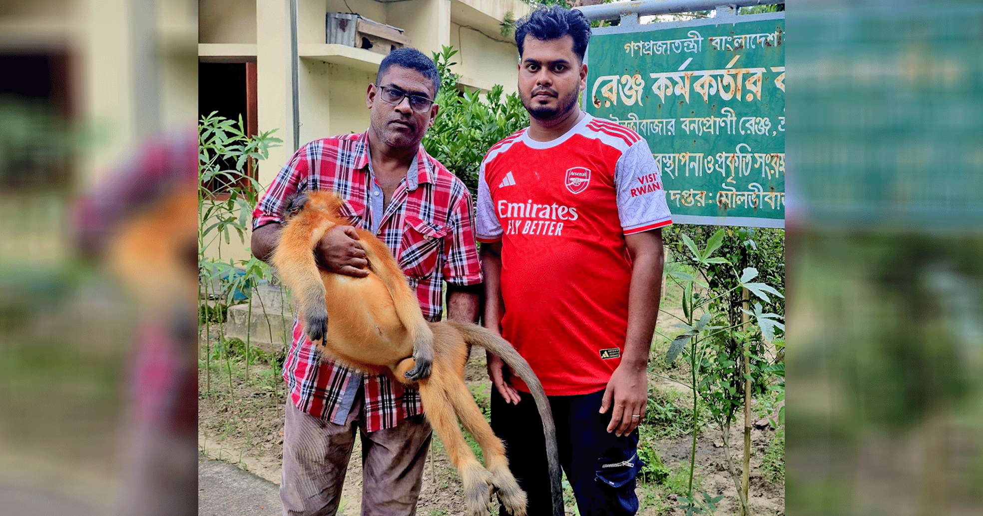 শ্রীমঙ্গলে গাড়ির ধাক্কায় বিপন্ন মুখপোড়া হনুমানের মৃত্যু