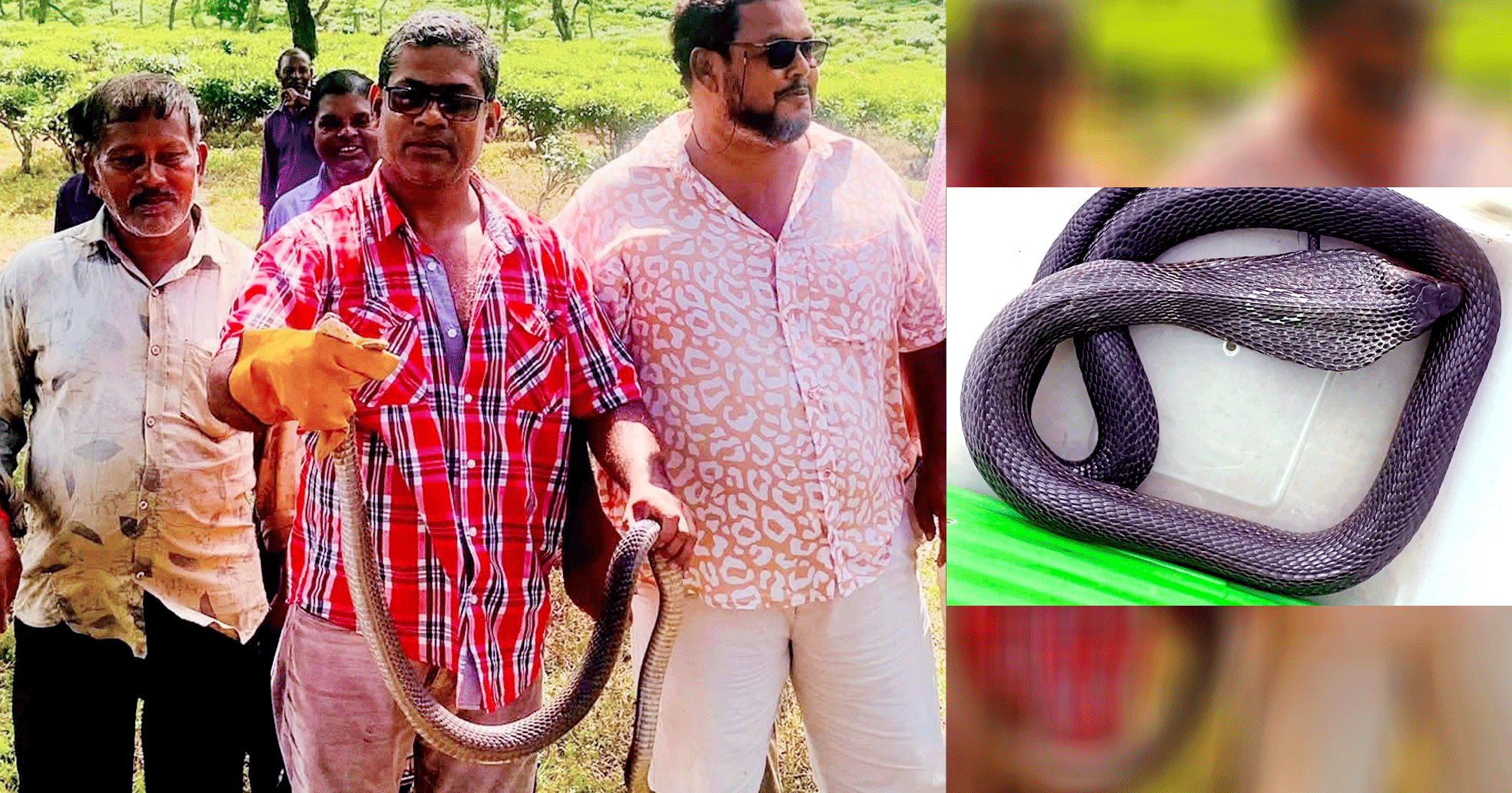 শ্রীমঙ্গলে চা পাতা তুলতে গিয়ে বিষধর খৈয়া গোখরা সাপ উদ্ধার