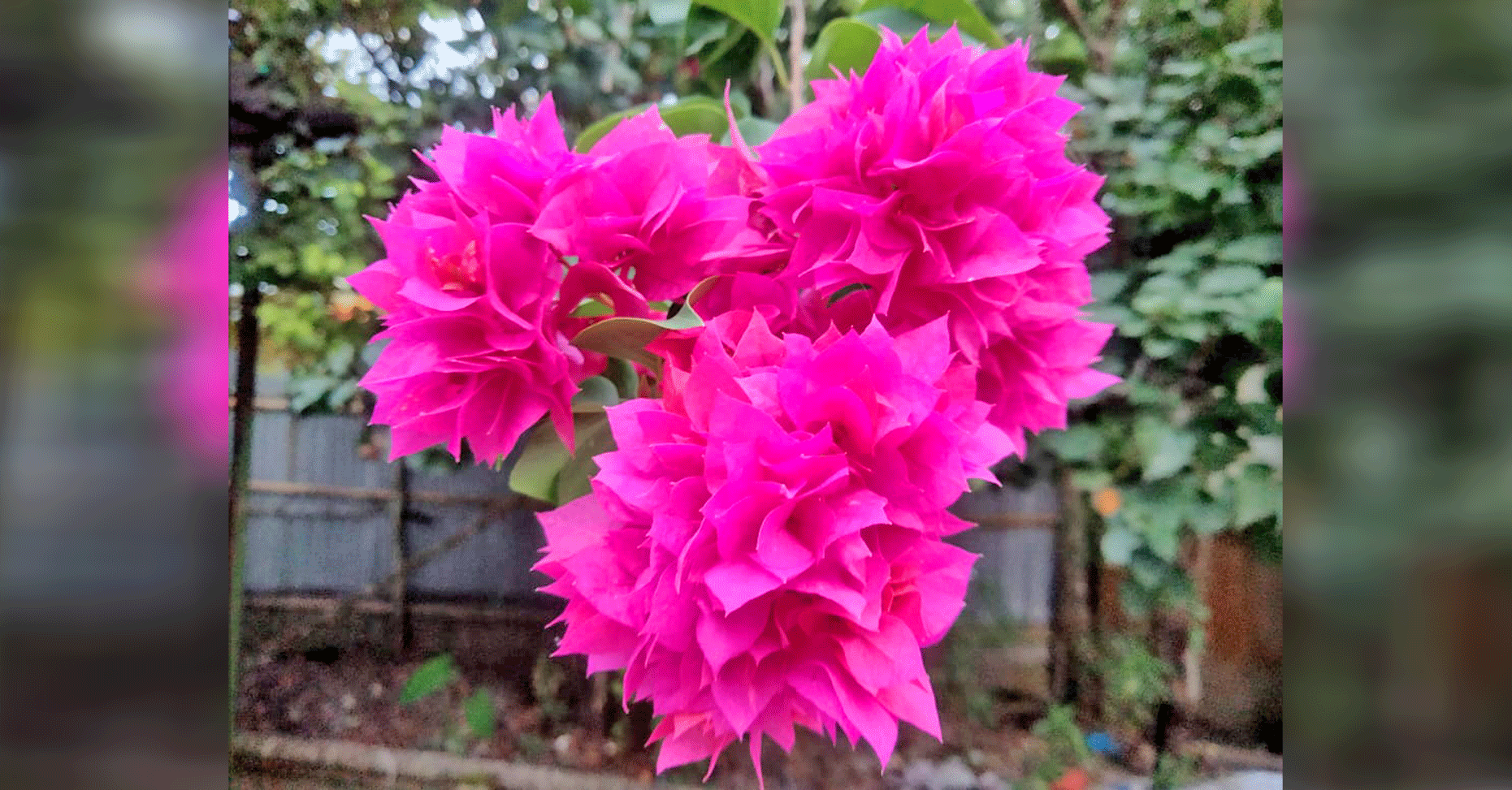 শ্রীমঙ্গলে নজরকাড়া বাগান বিলাসের সৌন্দর্য