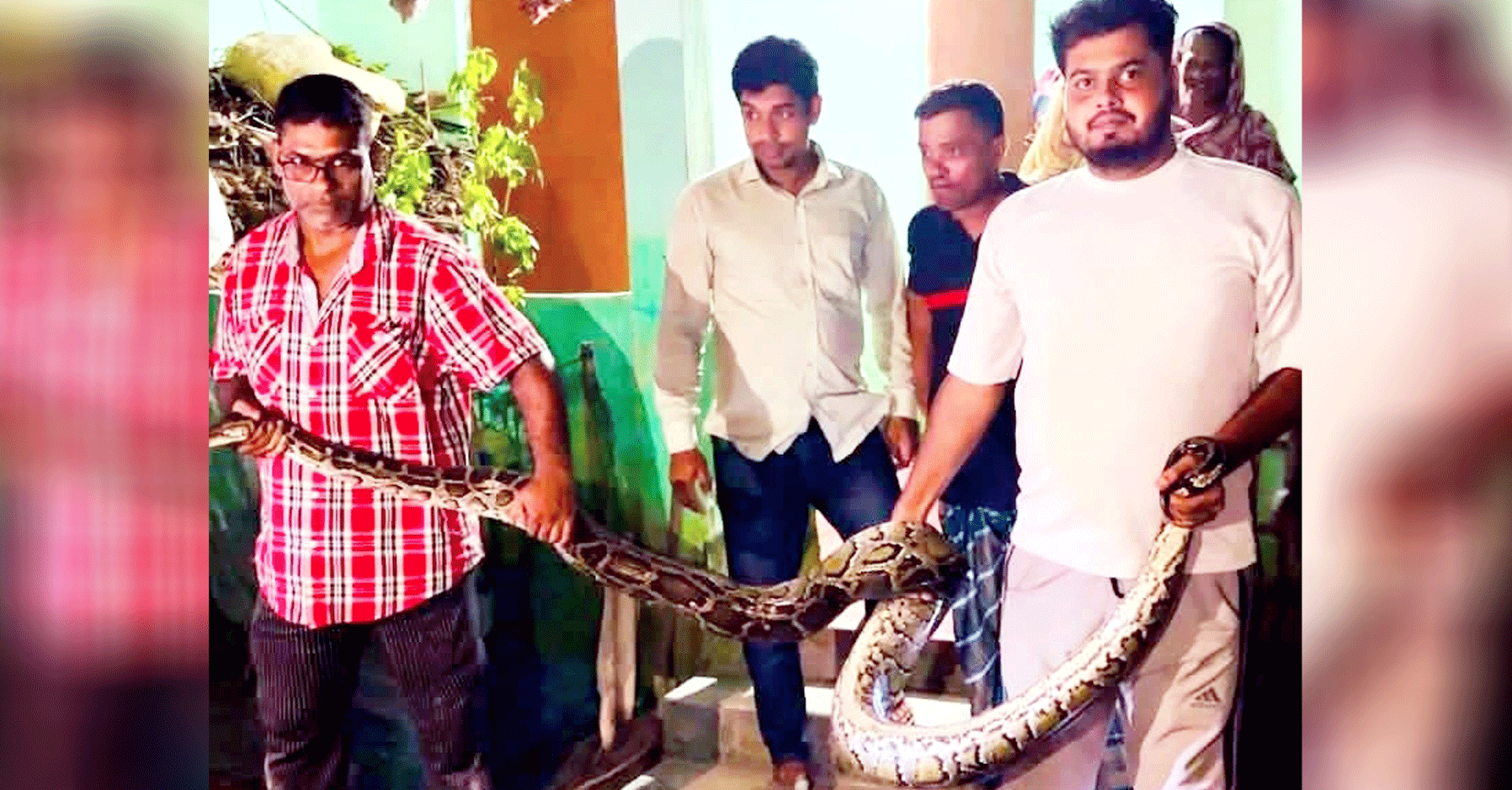 শ্রীমঙ্গলে বেডরুমের খাটের নিচে ১৬ ফুটের অজগর