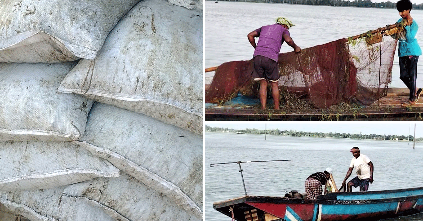 নলডাঙ্গার হালতিবিলে প্রশাসনের নজর এড়িয়ে দিনে-দুপুরে চলছে শামুক নিধনের মহোৎসব