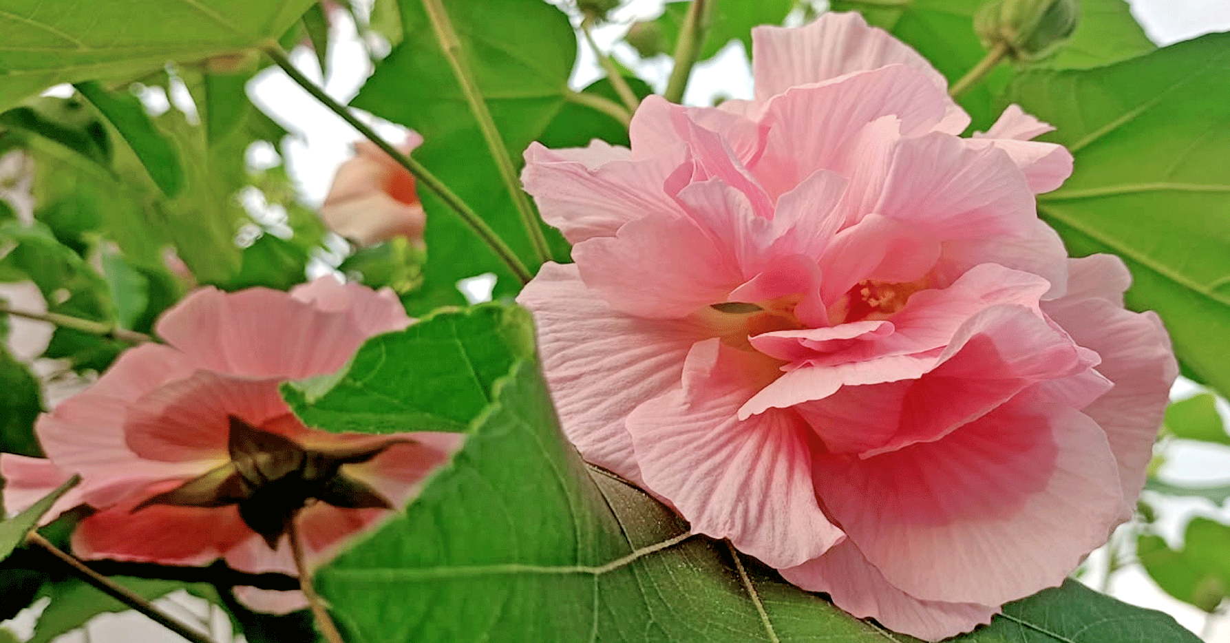 রং বদলানো ফুলের অপরূপ সৌন্দর্য স্থলপদ্ম