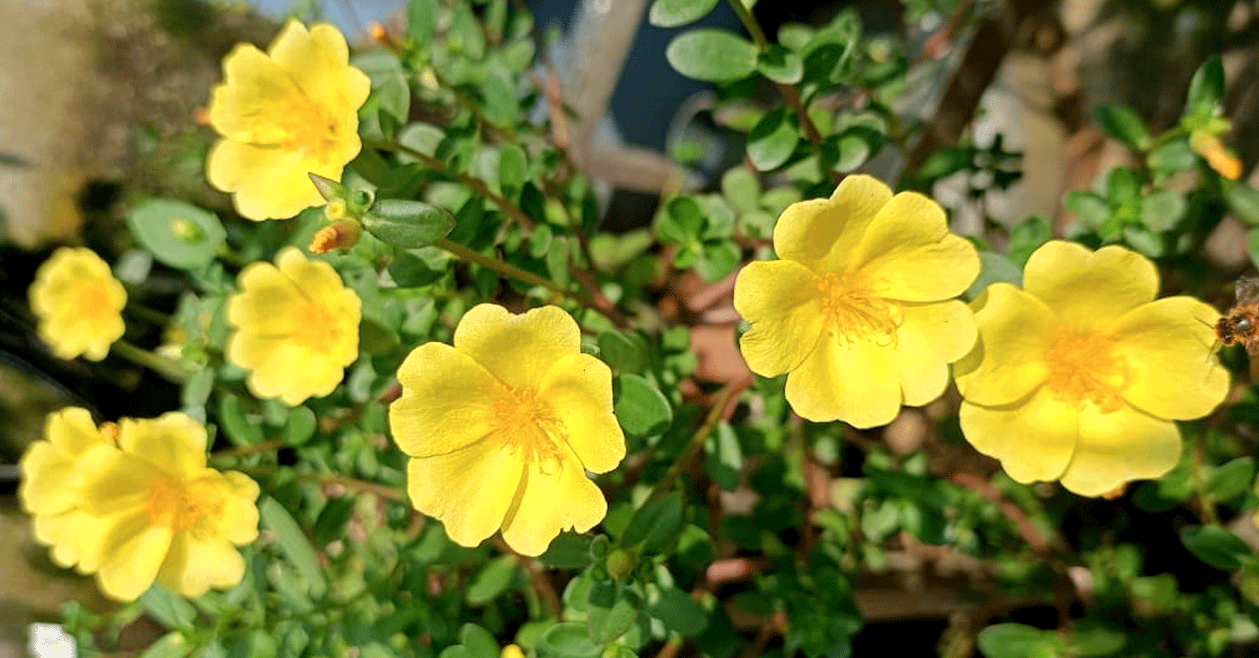 রোদের হাসিতে রঙিন Time Flower বা পর্তুলিকা: দৃষ্টিনন্দন ছাদ বাগানের অপরূপ সৌন্দর্য