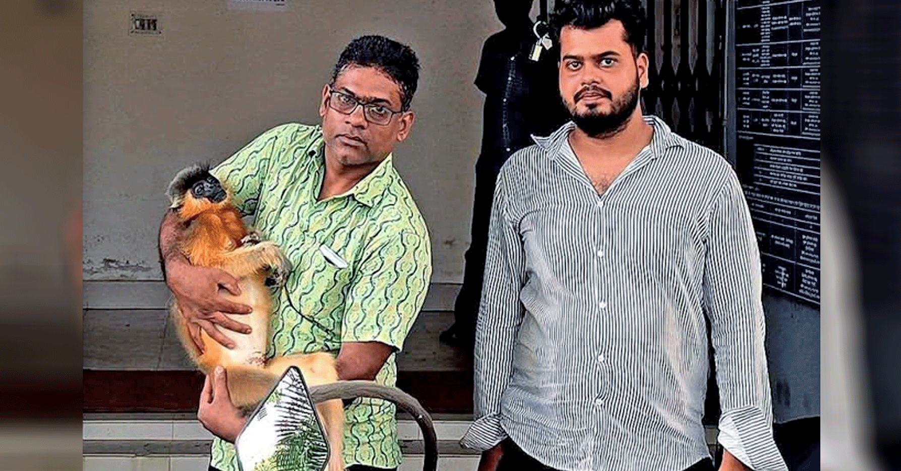 শ্রীমঙ্গলে বৈদ্যুতিক তারে শক লেগে সোনালী হনুমানের মৃত্যু