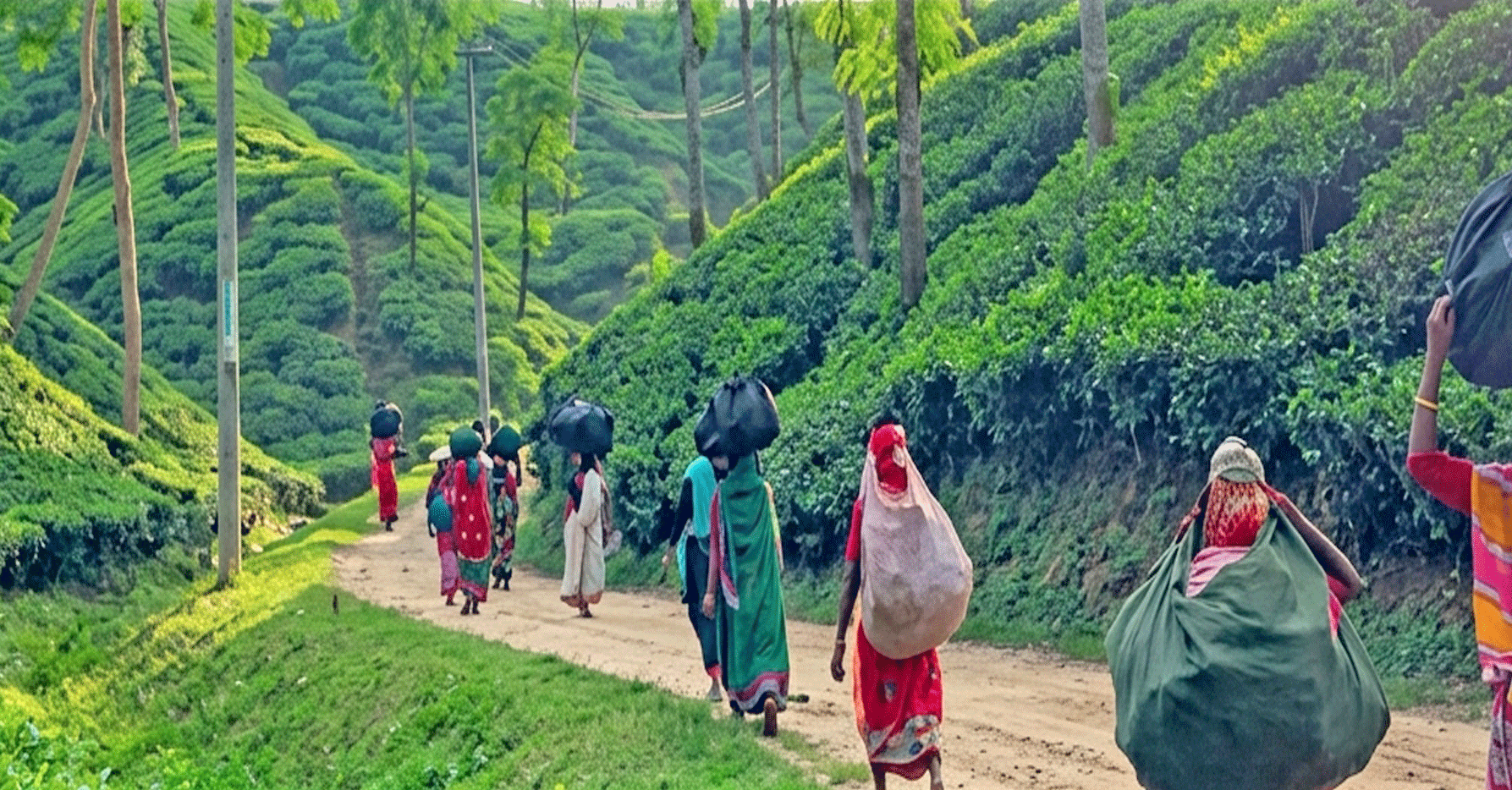 শ্রীমঙ্গলে ৩৫.৬ মিলিমিটার বৃষ্টিপাত, চা শিল্পের জন্য আশীর্বাদ